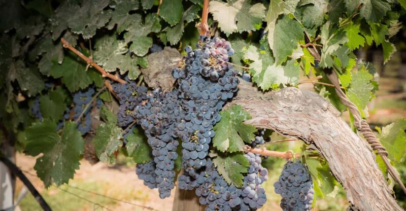 Santa Rita: Tour + Premium Wine Tasting + Private Transport - Complimentary Gifts