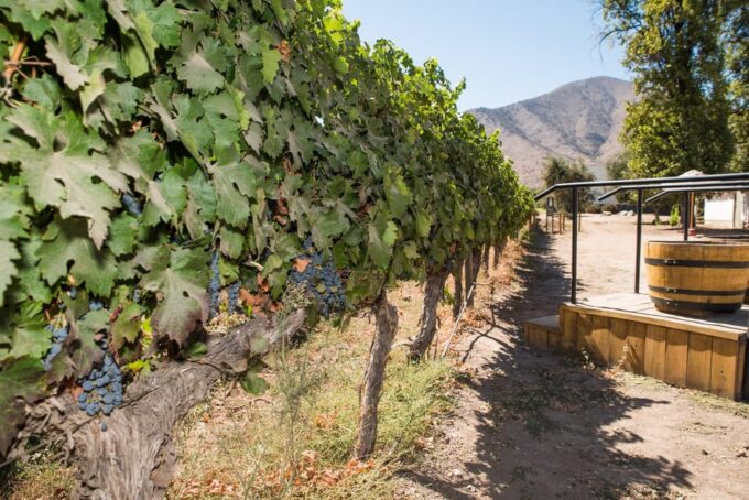 Santa Rita: Tour + Premium Wine Tasting + Private Transport - Frequently Asked Questions