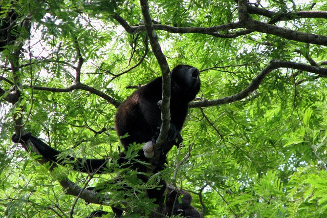 Santa Rosa National Park & Liberia City Tour Incl. Lunch - Itinerary Highlights