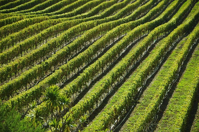 Santagata De Goti Wine Tasting and Cooking Class Experience - Questions and Support
