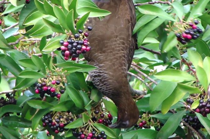 Santarém Water Encounters Tour - Location and Duration