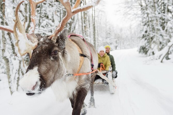 Santas Reindeer & Husky Safari + Santas Pets + Aurora BBQ! - Inclusions and Exclusions