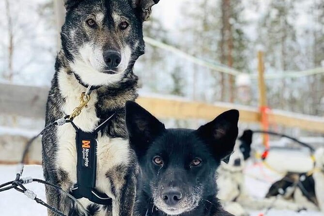 Santas Reindeer & Husky Safari + Santas Pets + Aurora BBQ! - Husky Safari