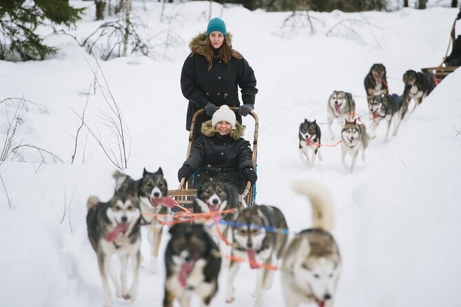 Santas Reindeer & Husky Safari + Santas Pets + Aurora BBQ! - Sights and Activities