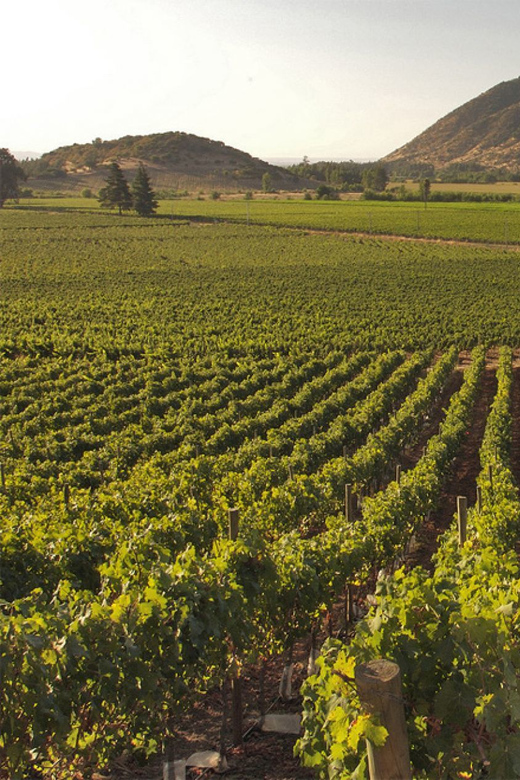 Santiago: Concha Y Toro and Undurraga Vineyards Tour - Inclusions and Exclusions
