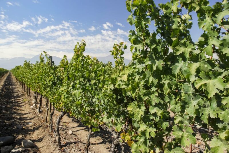 Santiago: Concha Y Toro and Undurraga Vineyards Tour - Recommendations and Guidelines