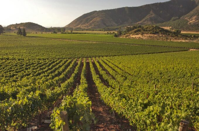 Santiago: Concha Y Toro and Undurraga Vineyards Tour - Frequently Asked Questions