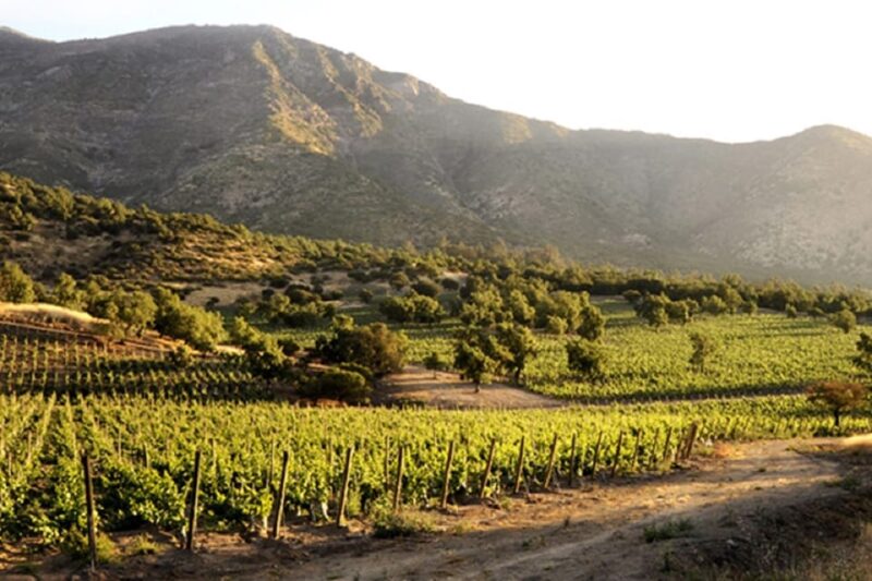 Santiago: Concha Y Toro Winery 4-Hour Tour & Sommelier Class - Participant Requirements and Restrictions