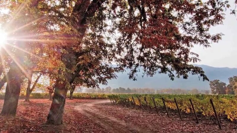 Santiago: Cousiño Macul Official Winery Tour With Tasting - Winery History and Experience