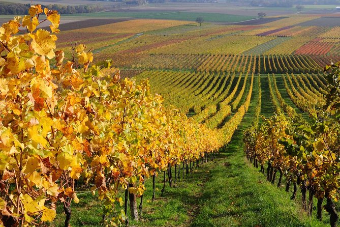 Santiago Full Day Tour to Casablanca Valley, Include Entraces for 2 Vineyard. - Key Points