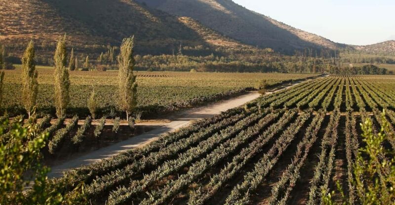 Santiago: Half–Day Santa Rita Vineyard Tour - Important Information