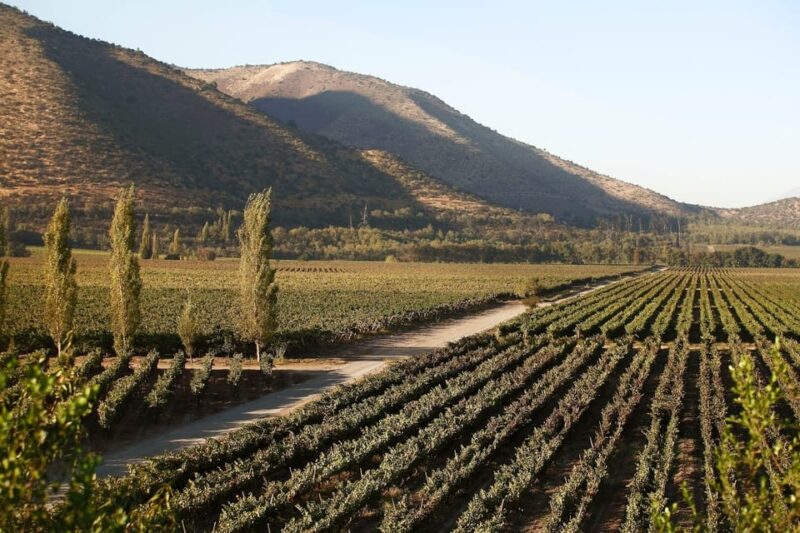 Santiago: Half–Day Santa Rita Vineyard Tour - Vineyard Background