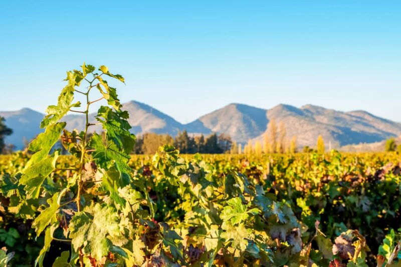 Santiago: Half–Day Santa Rita Vineyard Tour - Inclusions
