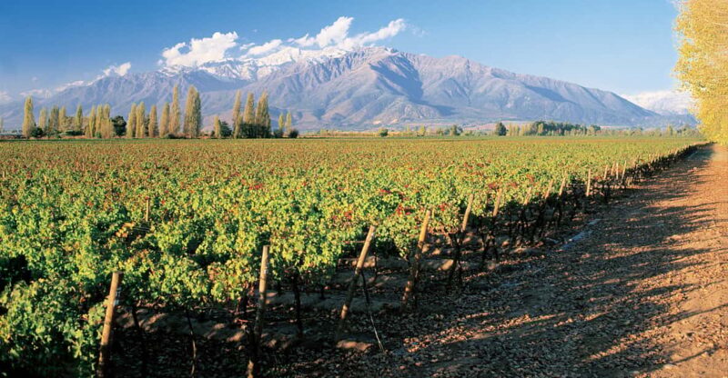 Santiago: Main Chilean Wineries Private Half-Day Tours - Key Points
