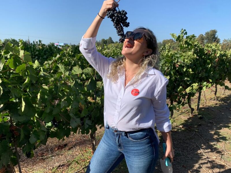 Santiago: Maipo Valley Wine Tasting Tour With 4 Vineyards - Itinerary and Experience