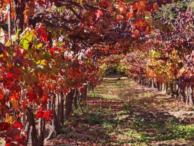 Santiago: Maipo Valley Wine Tasting Tour With 4 Vineyards - Customer Feedback