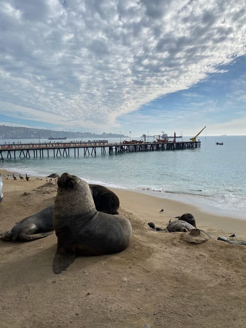Santiago: Viña Del Mar, Valparaiso, Casablanca & Reñaca Tour - Important Considerations
