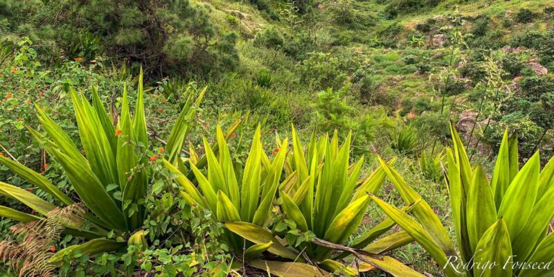 Santo Antão Island: Hike Pinhao – Lombo Branco – Sinagoga - Transportation and Pickup Locations