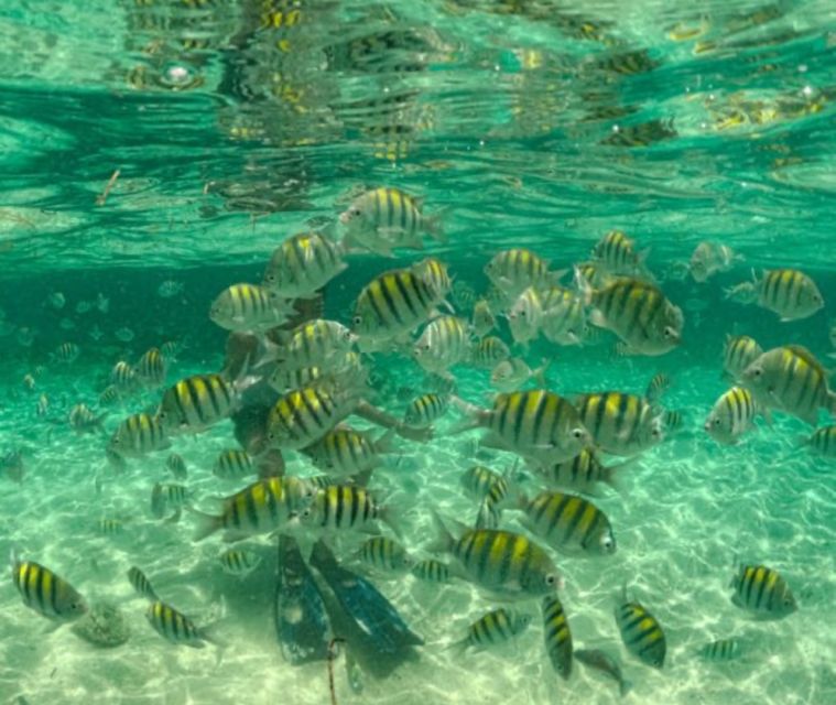 Santo Domingo: Full Day Tour to Paradise Island - Cayo Arena - Itinerary and Transportation