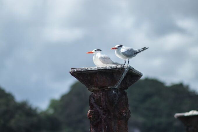 Santo Domingo: Los Haitises Guided Hike and Kayaking - Hiking in Rainforest