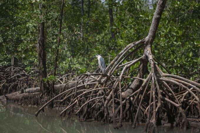 Santo Domingo: Los Haitises Guided Hike and Kayaking - Frequently Asked Questions
