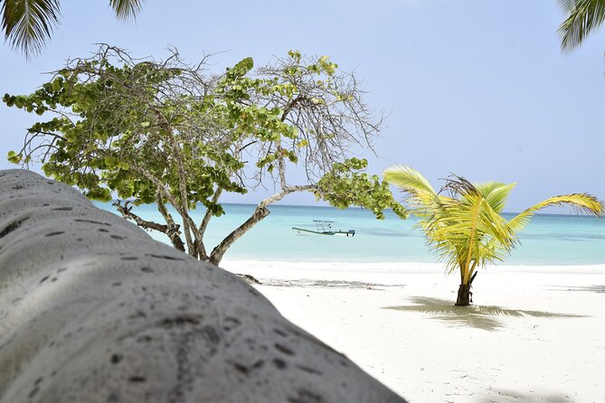 Santo Domingo Saona Island Catamaran Tour With Lunch & Bar - Accessibility and Recommendations