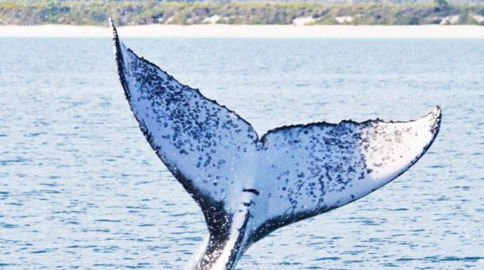 Santo Domingo: Whale Watching and Barcadi Island Full Day - Hotel Pickup and Drop-off