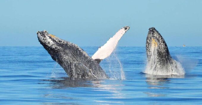 Santo Domingo: Whale Watching and Barcadi Island Full Day - Language and Communication