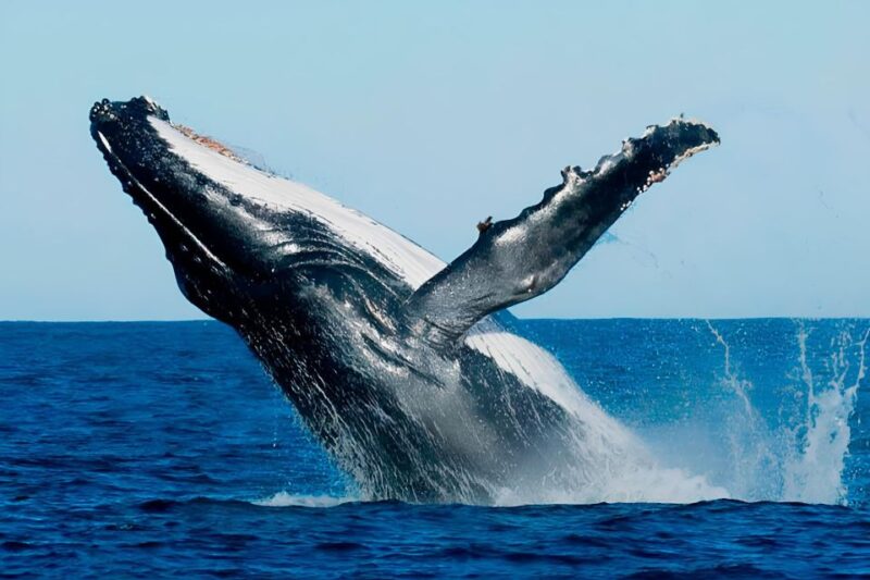 Santo Domingo: Whale Watching and Cayo Levantado - Whale Watching in Samaná Bay