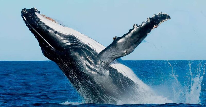 Santo Domingo: Whale Watching and Cayo Levantado - Exploring Bacardi Island