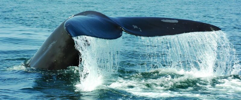 Santo Domingo: Whale Watching and Cayo Levantado - Pickup and Drop-off