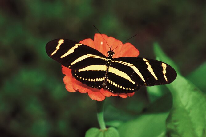 Santo Domingos Natural Treasures - The Beauty of Botanical Gardens