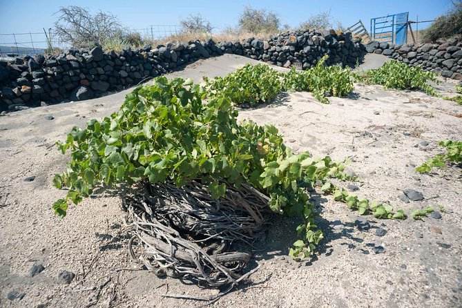 Santorini Archaeology and Wine Small-Group Tour With Tastings - Cancellation Policy