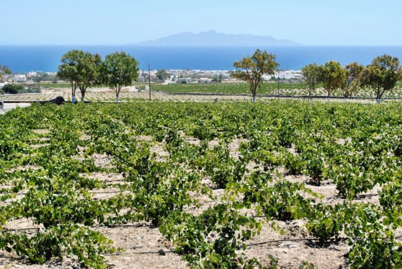 Santorini: Cooking Class With Wine Tasting - Santorini Cuisine and Ingredients