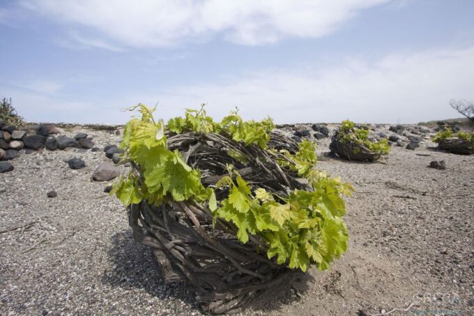 Santorini-full Day Tour Wine Tasting Included - Charming Blue-domed Architecture