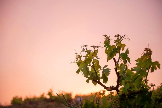 Santorini: Greek Food & Wine Tasting Tour - Frequently Asked Questions