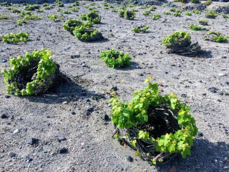 Santorini: Guided Tour to 3 Wineries With Wine Tastings - Pickup and Drop-off Arrangements