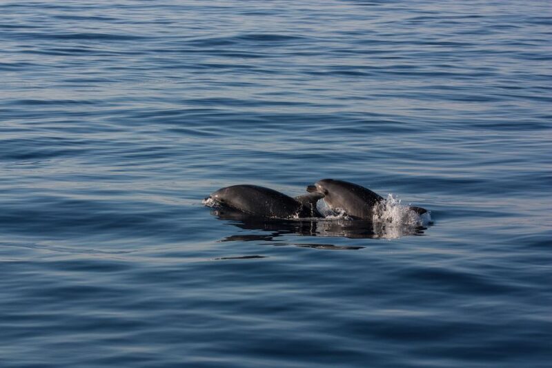 Santorini: Half-Day Boat Rental Without License - Rental Inclusions