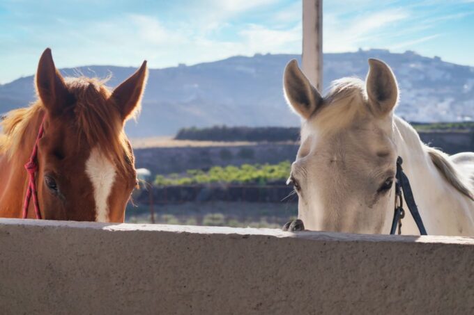 Santorini: Horseback Riding Tour on the Beach 1.5 Hours - Frequently Asked Questions