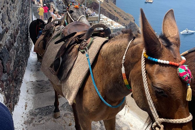 Santorini Local Life Full Day Tour - Reviews and Feedback