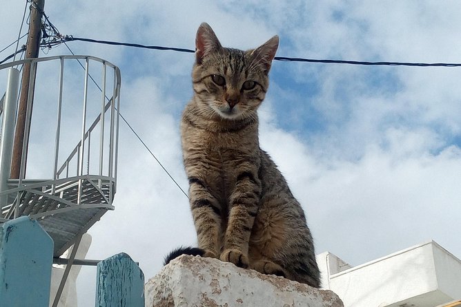 Santorini Local Life Full Day Tour - Authentic Village Experience