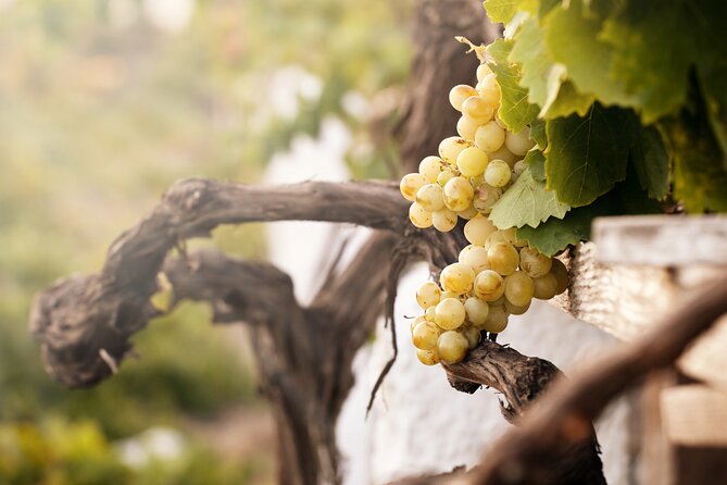 Santorini Local Wineries Tour - Visiting the Anhydrous Winery