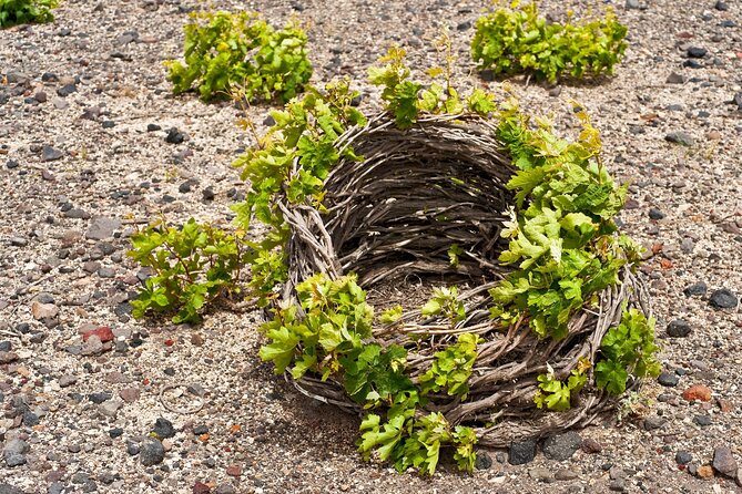 Santorini Local Wineries Tour - Pickup and Schedule