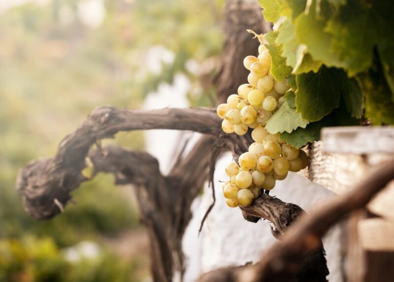 Santorini Local Wineries Tour - Wine Tasting Experience