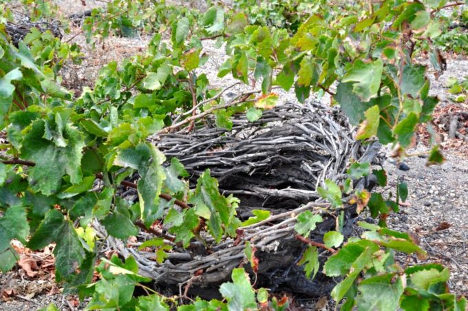 Santorini: Megalochori and Oia Guided Tour With Wine Tasting - Tour Inclusions