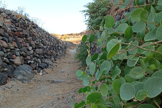 Santorini: Private Agri-Educational Visit to an Organic Farm - Organic and Dietary-Friendly Snacks