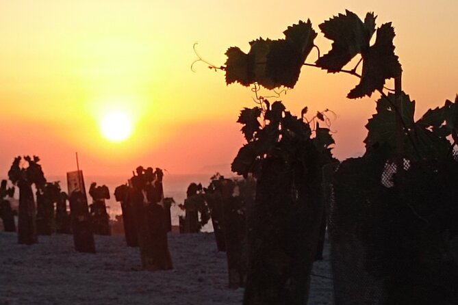 Santorini: Private Agri-Educational Visit to an Organic Farm - Positive Visitor Feedback