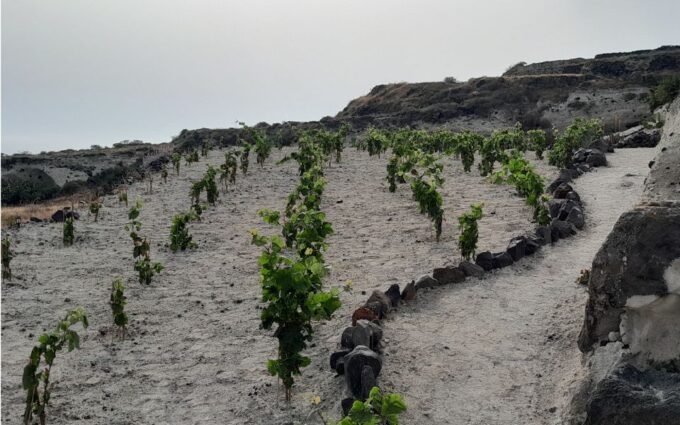 Santorini: Private Agri-Educational Visit to an Organic Farm - Organic Farm Tour