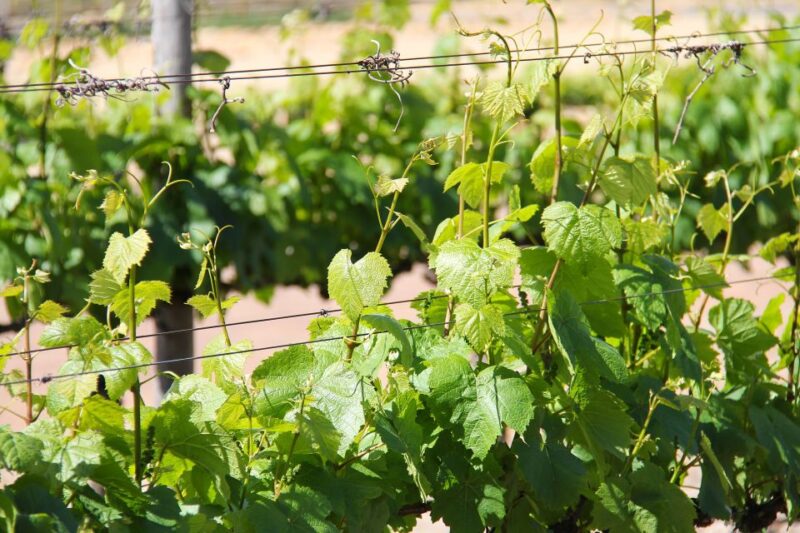 Santorini: Private Half-Day Wineries Tour With Tastings - Winery Visits