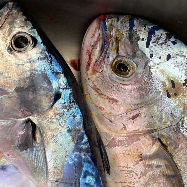 Santorini: Private Morning Deep Sea Fishing Boat Trip - Target Fish Species
